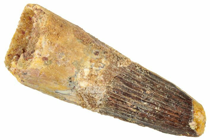 Fossil Spinosaurus Tooth - Real Dinosaur Tooth #322291